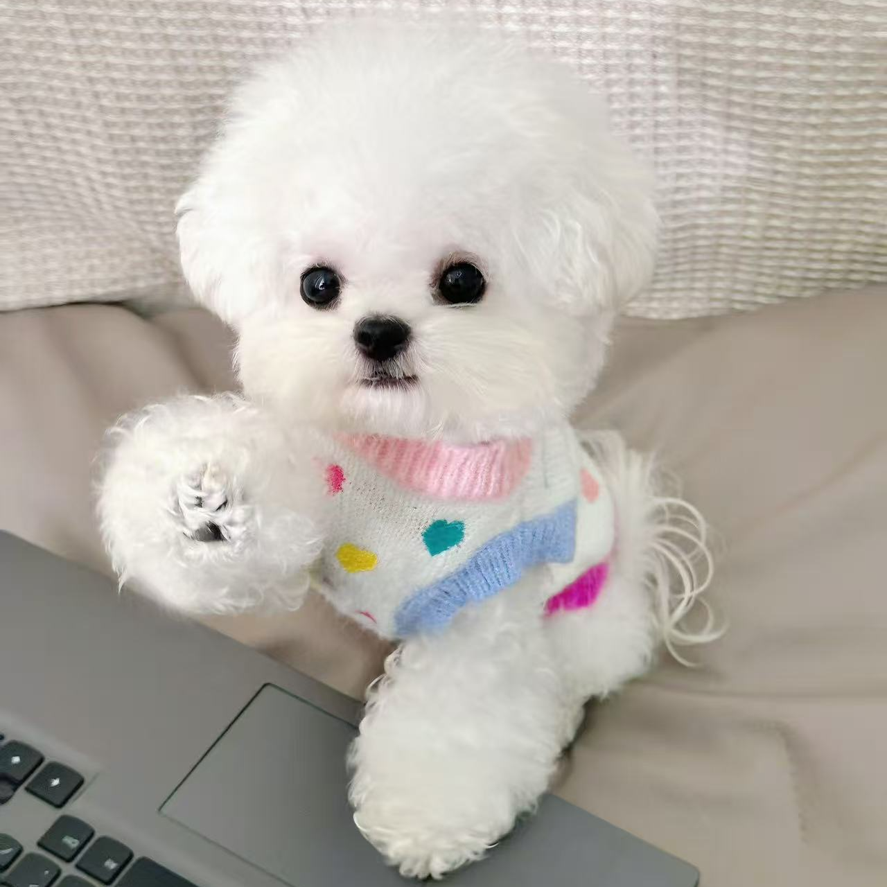 烈焰家精品比熊雪纳瑞马尔泰小宠物
