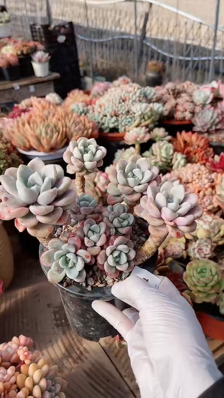 【闪购商品】13170