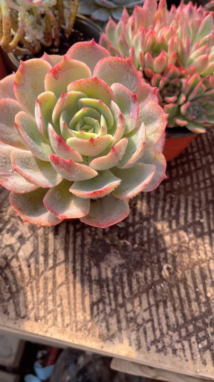 冰*跃跃精品多肉28043