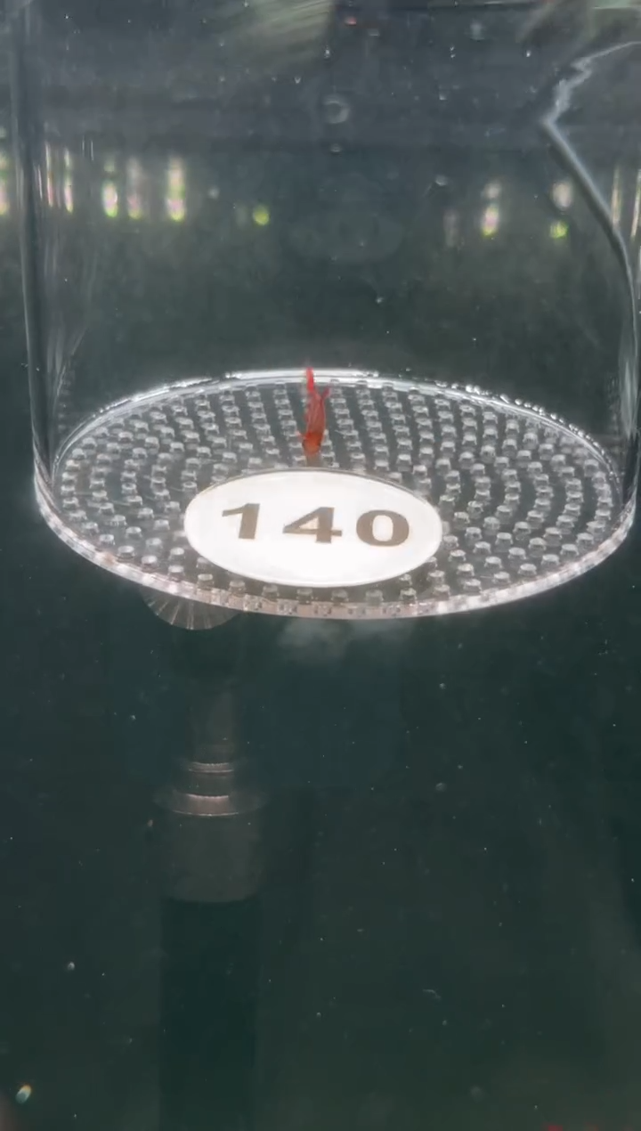 灯科鱼【140】血红魔鬼