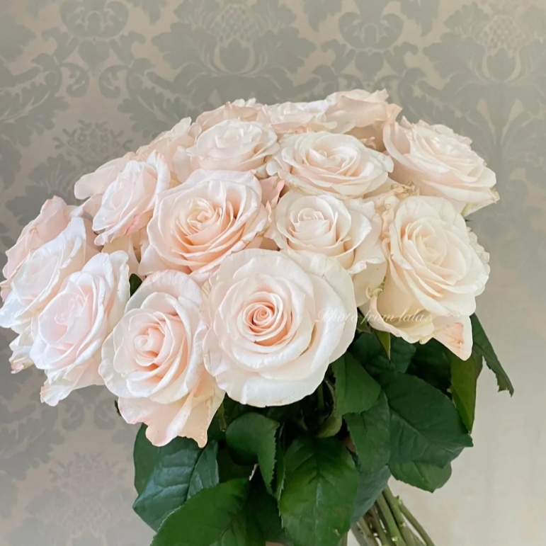 【新疆花之溪】辛西娅玫瑰