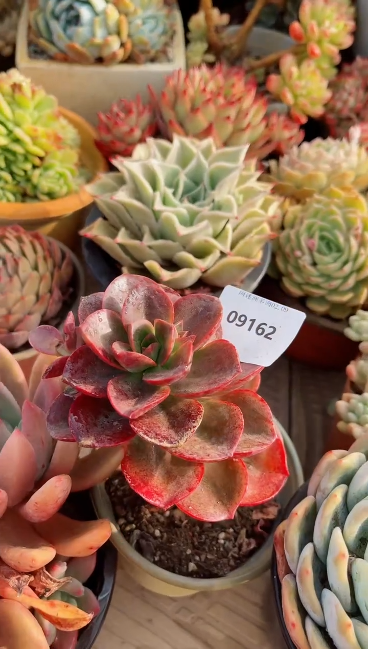 【闪购商品】09162