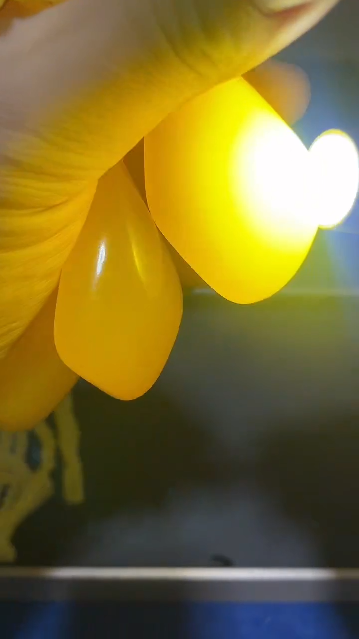 未镶嵌颈饰蜜蜡黄