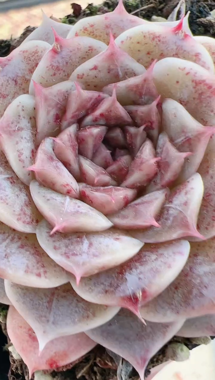 【闪购商品】晶-18