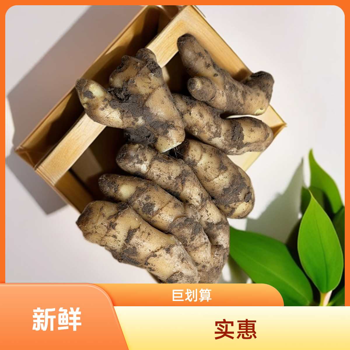产地直发大姜新鲜姜带泥姜生姜新黄姜新姜姜汤新鲜批发绿色蔬菜
