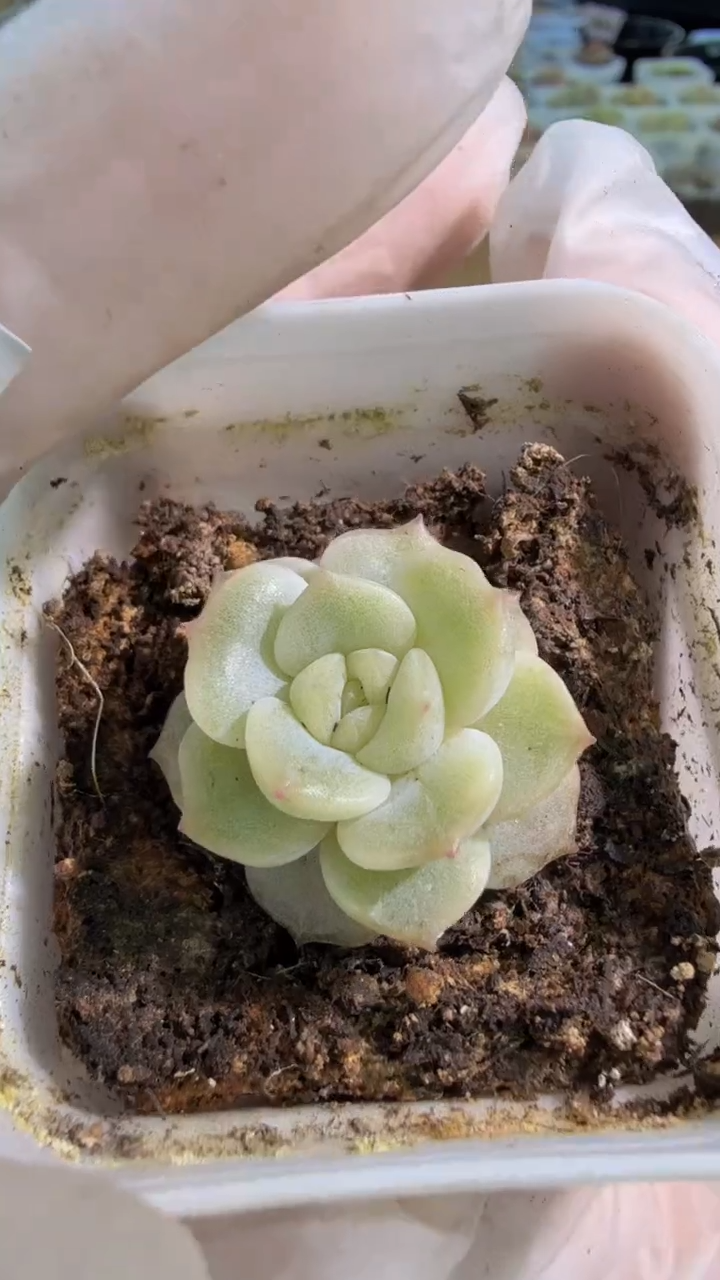 玉簪 五方一盆 单双混 量拍混发