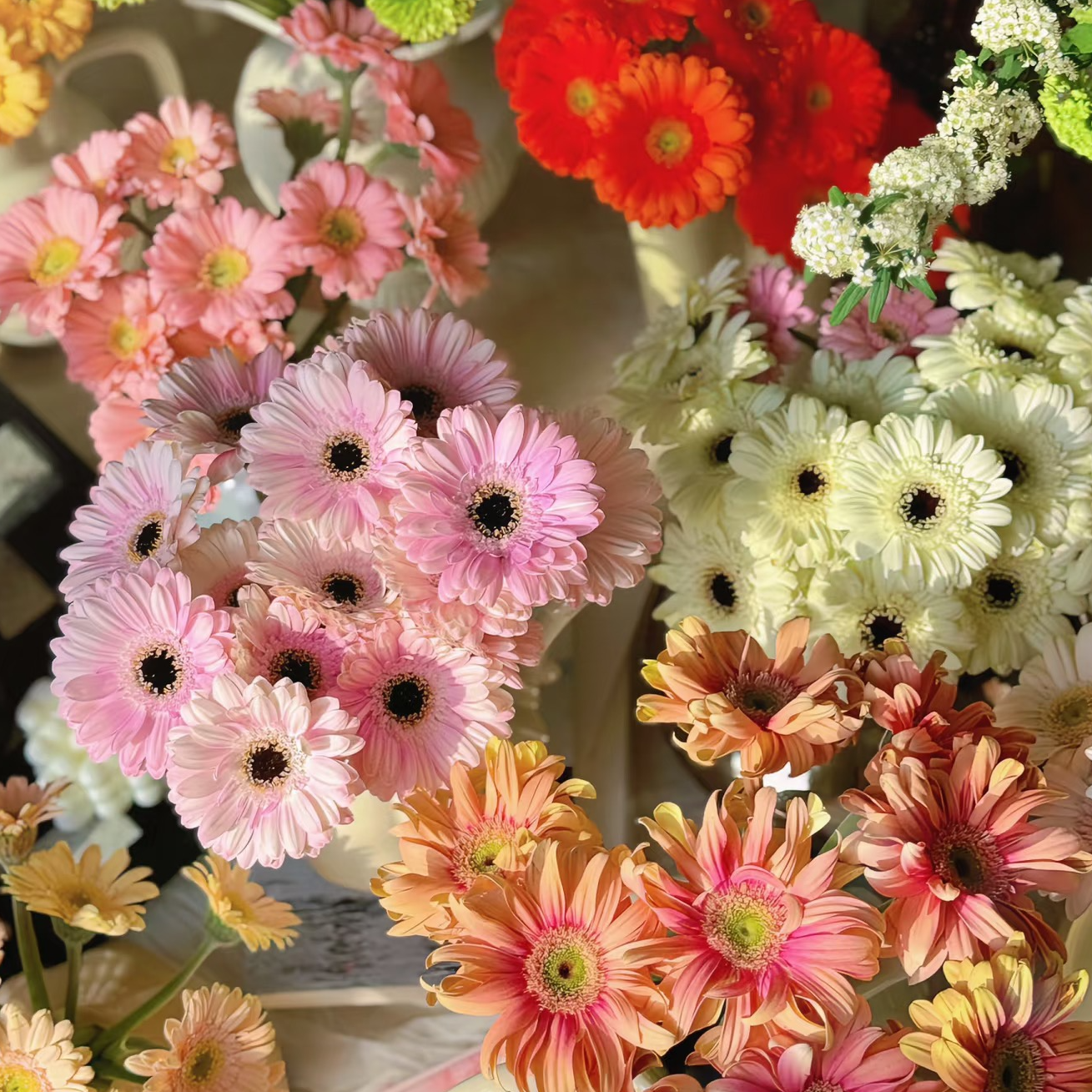 【随机色非洲菊】新鲜采摘顺丰包邮山东基地发货[48小时内发货]