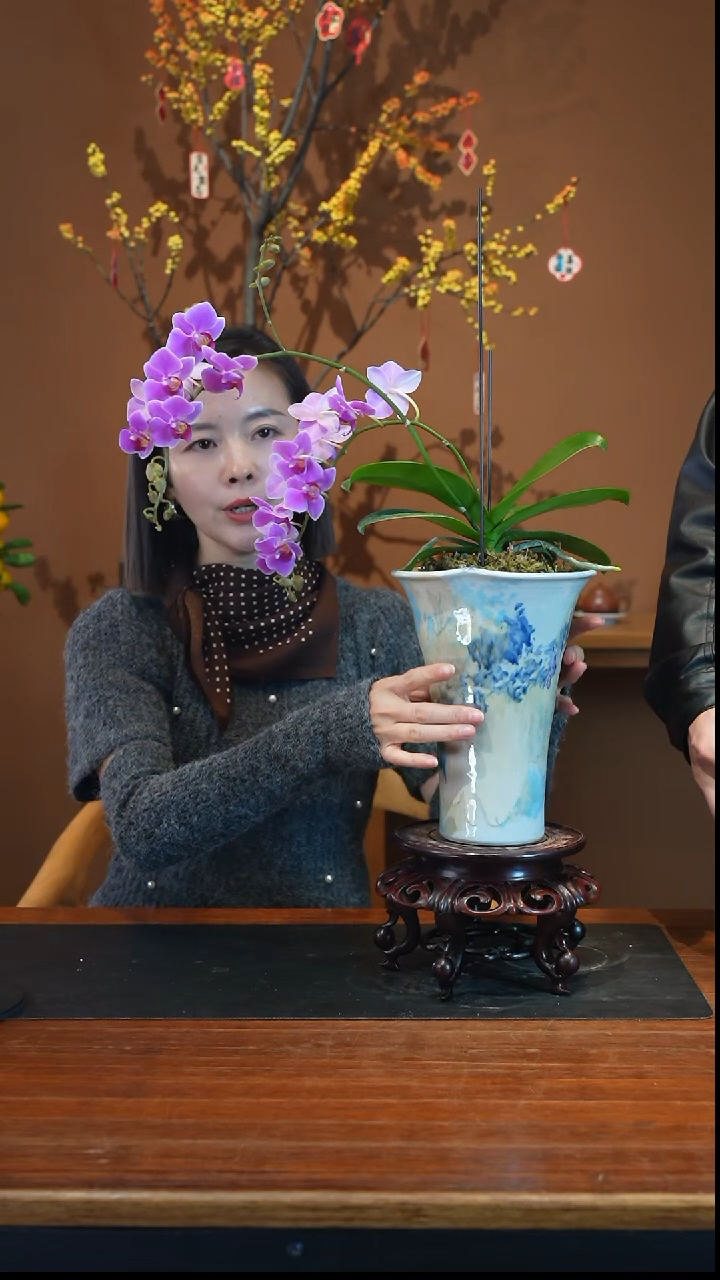 全部花朵粉珠帘盆景盆景盆景