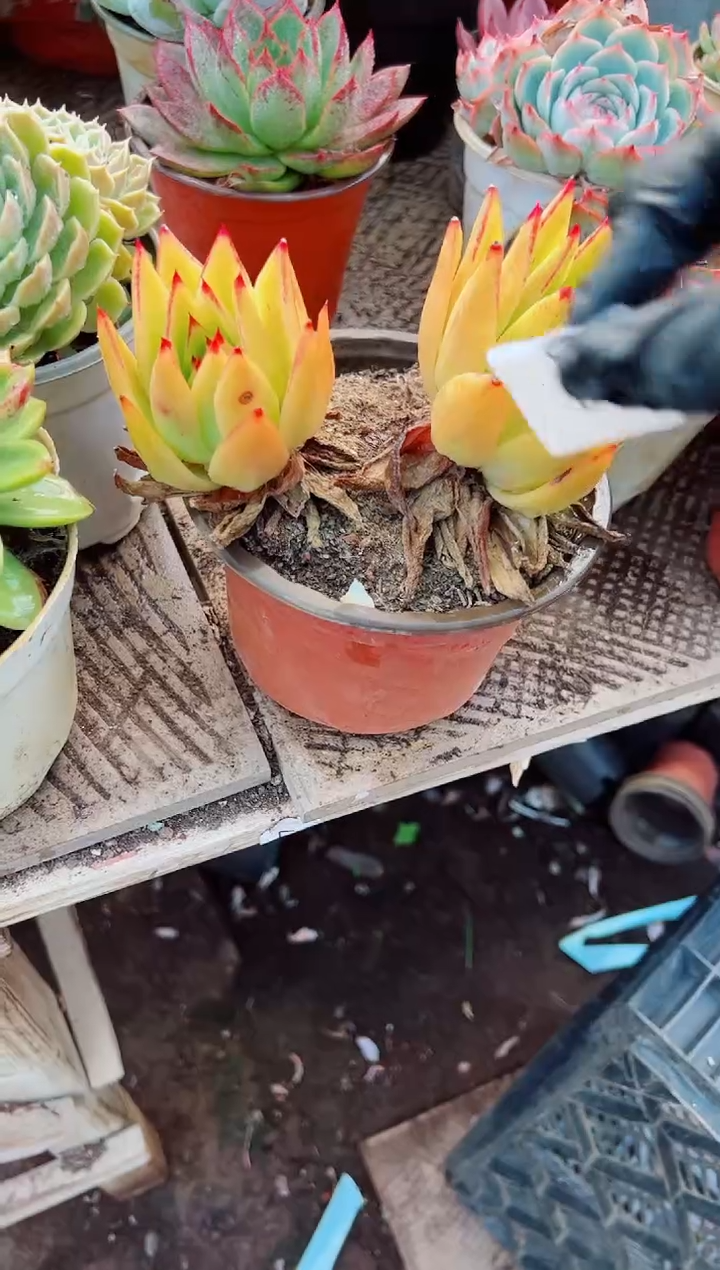 N****O多肉植物一物一拍06065