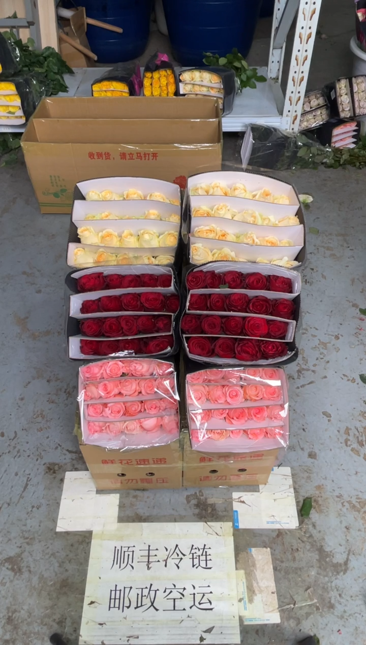 高原红20枝+戴安娜20枝+香槟20枝