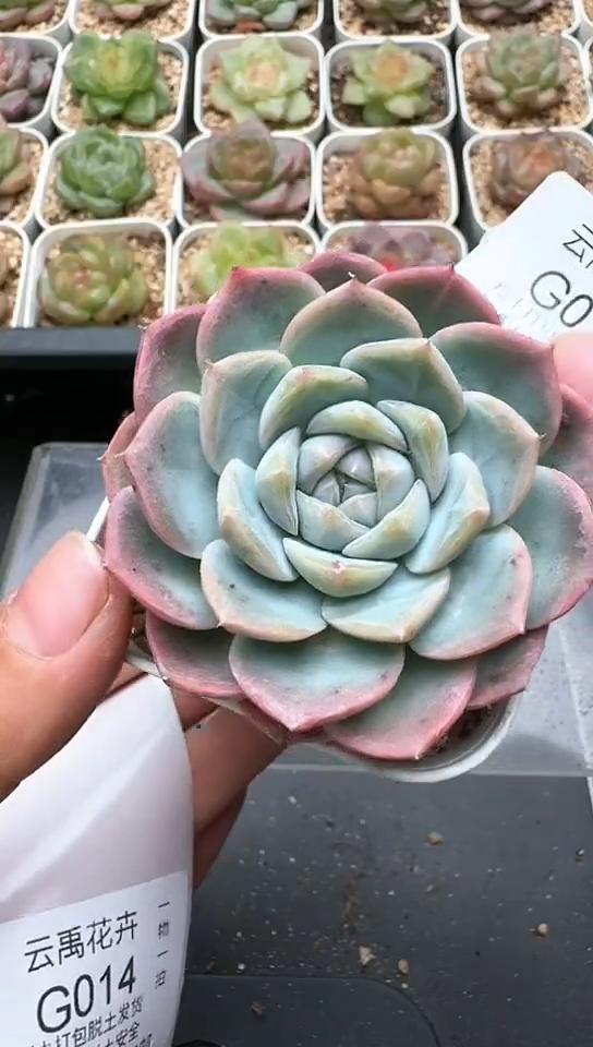 013G云禹多肉植物 默认脱土纸巾打包 3颗包邮