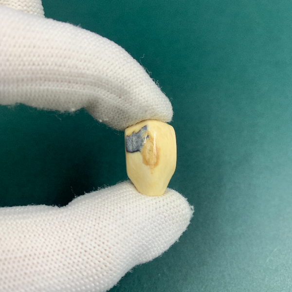 H5653天然猛犸猛犸牙精品三通支持鉴定假一罚四