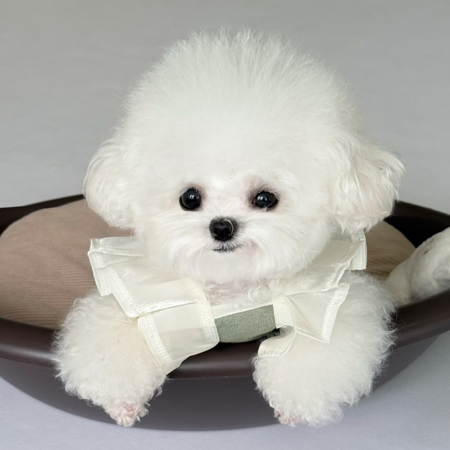 花花自家繁育比熊 活体 幼犬