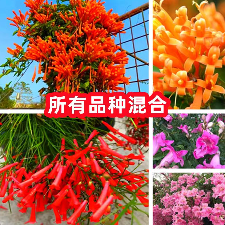 精品炮仗花苗开花爆满爬满整面墙四季驱蚊驱虫耐热抗寒耐高温庭院