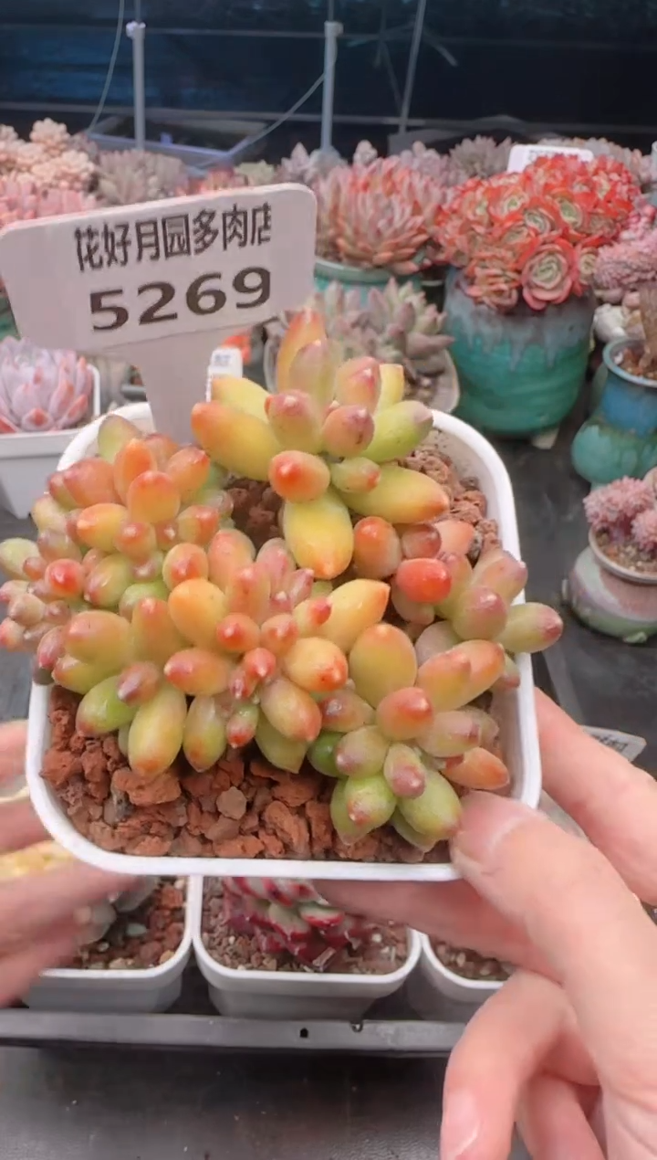 【闪购商品】5269千代田之松