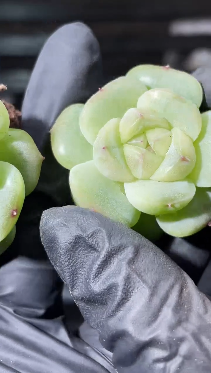 32-5 芝士超体小牛 2-3厘米量拍发一颗