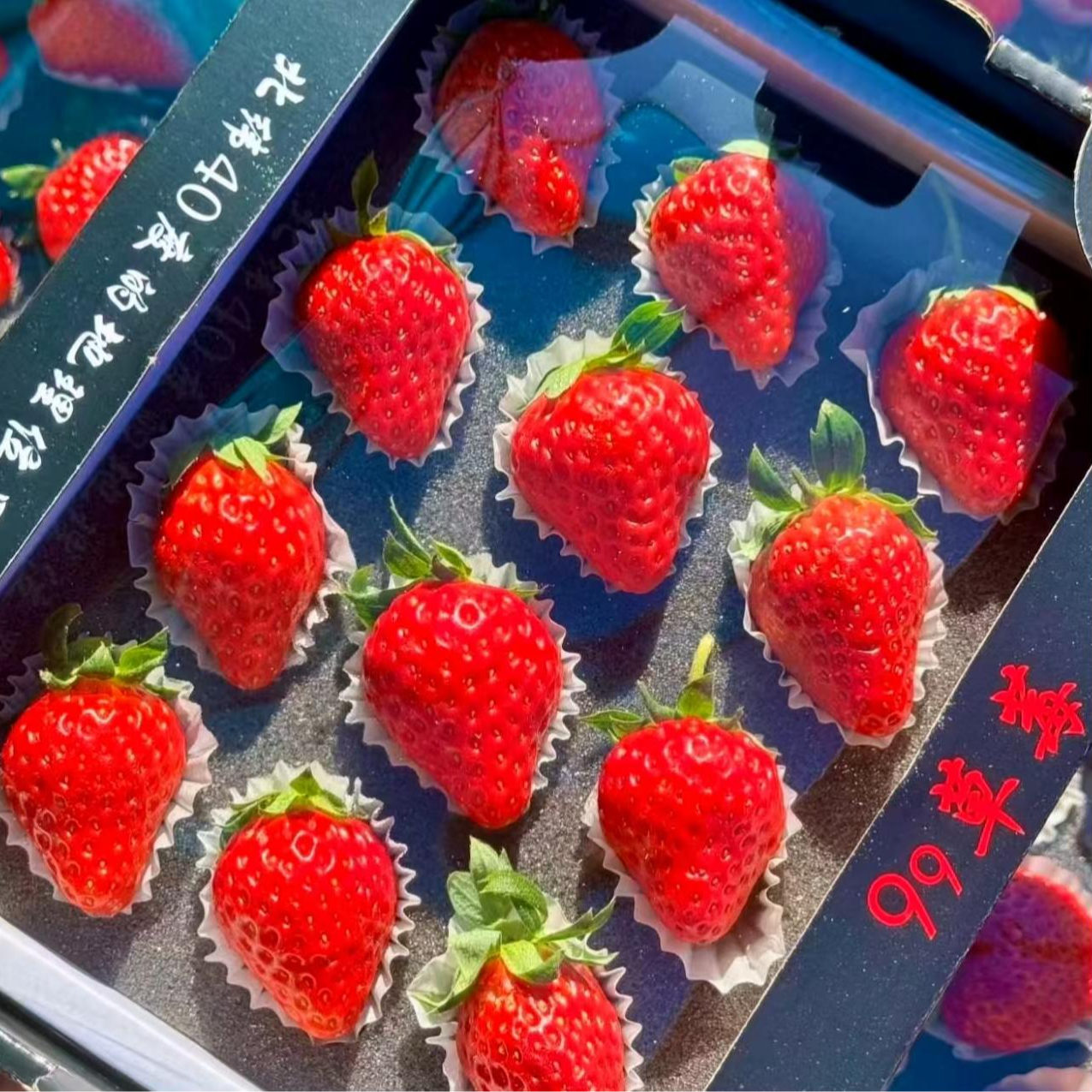 丹东99草莓礼盒250g/盒（12颗装）500g 脆爽酸甜 北纬40°北京小时达同城闪送