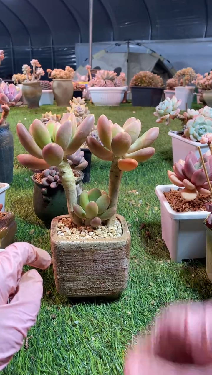 【闪购商品】0143a