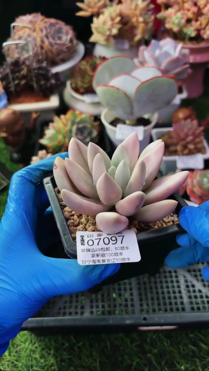 昆明印象多肉07097