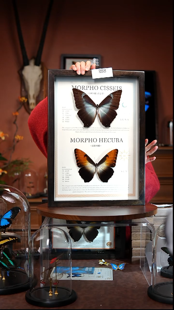 R88   日月同辉   太阳闪蝶与月神闪蝶组合      拍下不退不换