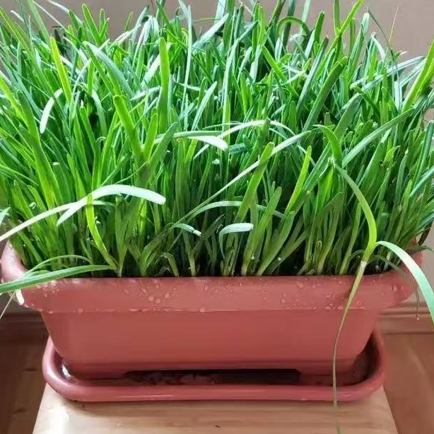 凯涛甄选 盆栽韭菜根 京东顺丰包邮