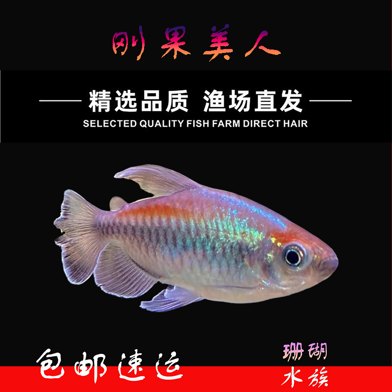 刚果美人鱼小型热带观赏鱼淡水草缸群游耐活适合新手