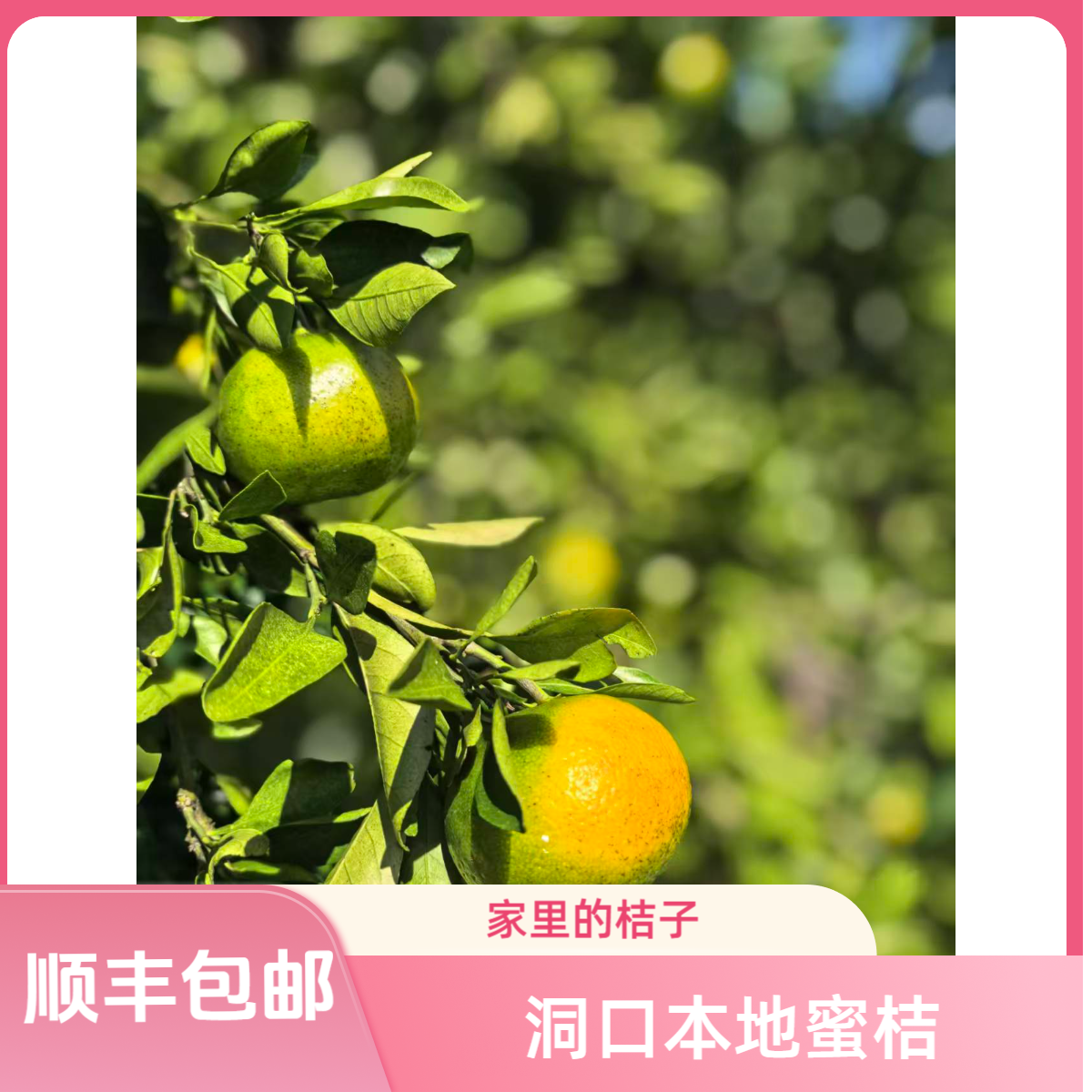 洞口本地种的桔子