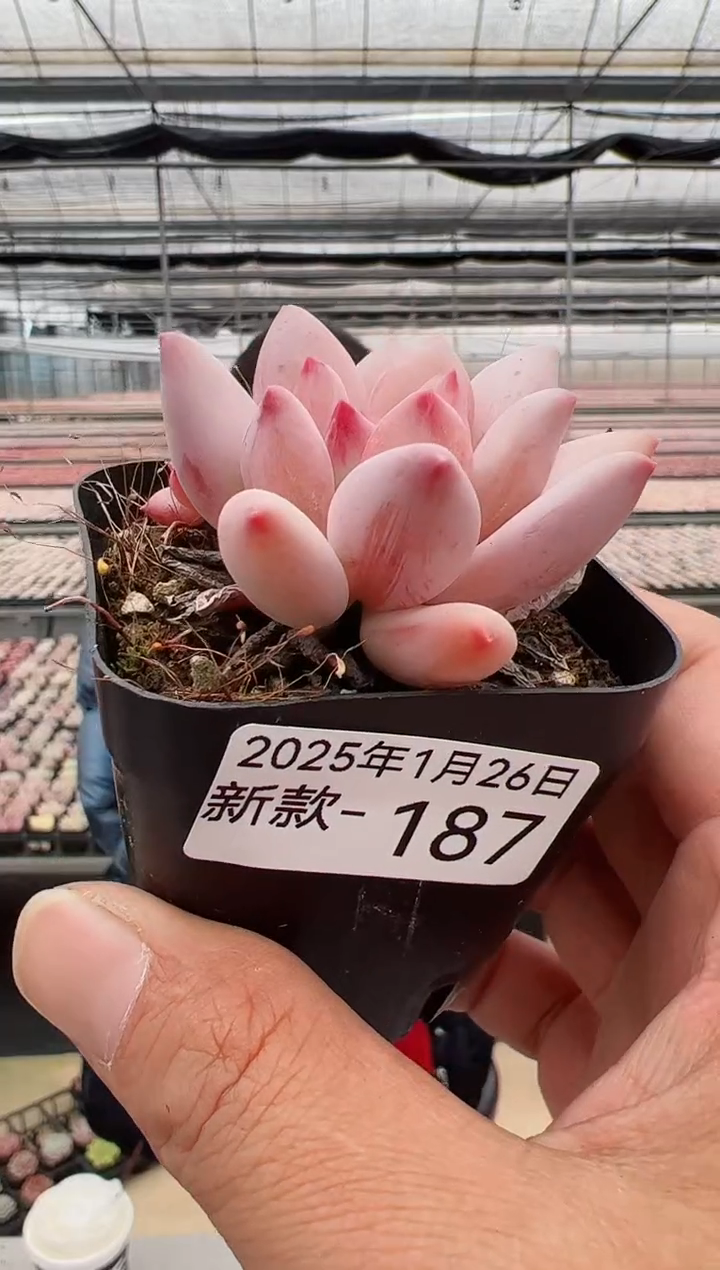 【闪购商品】新款多肉187