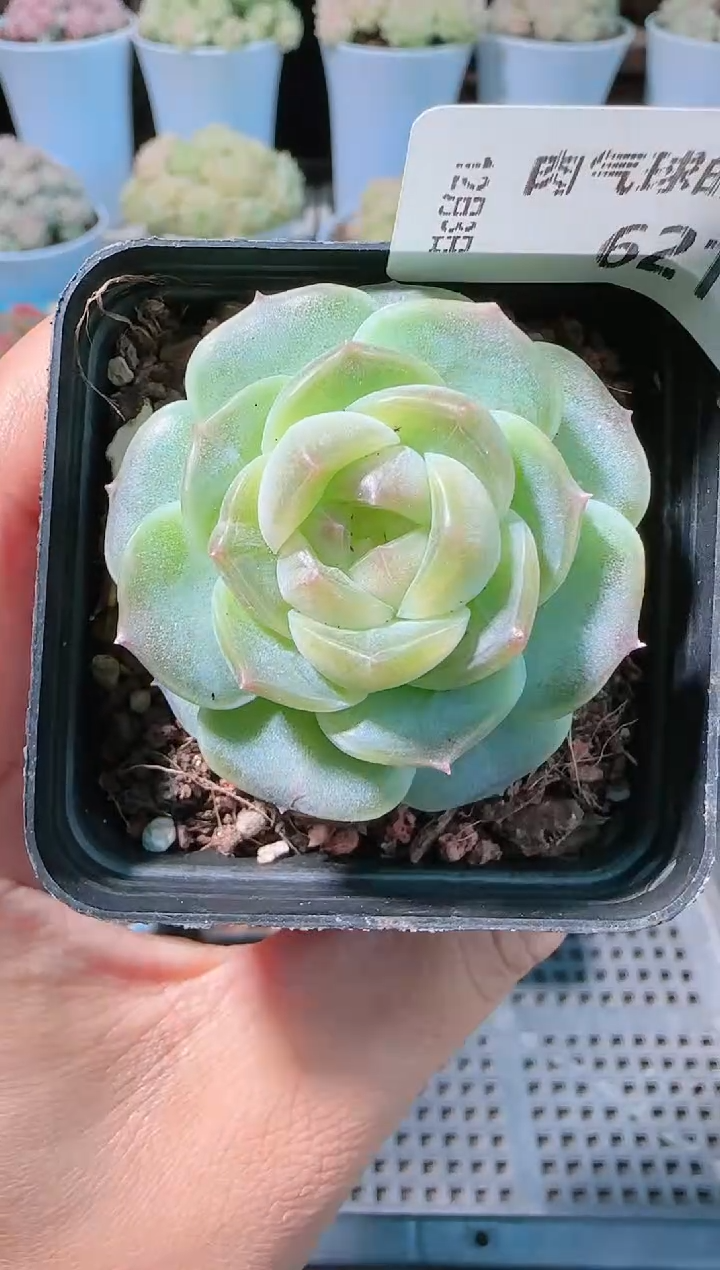 1203-621bl-8多肉群生不包整