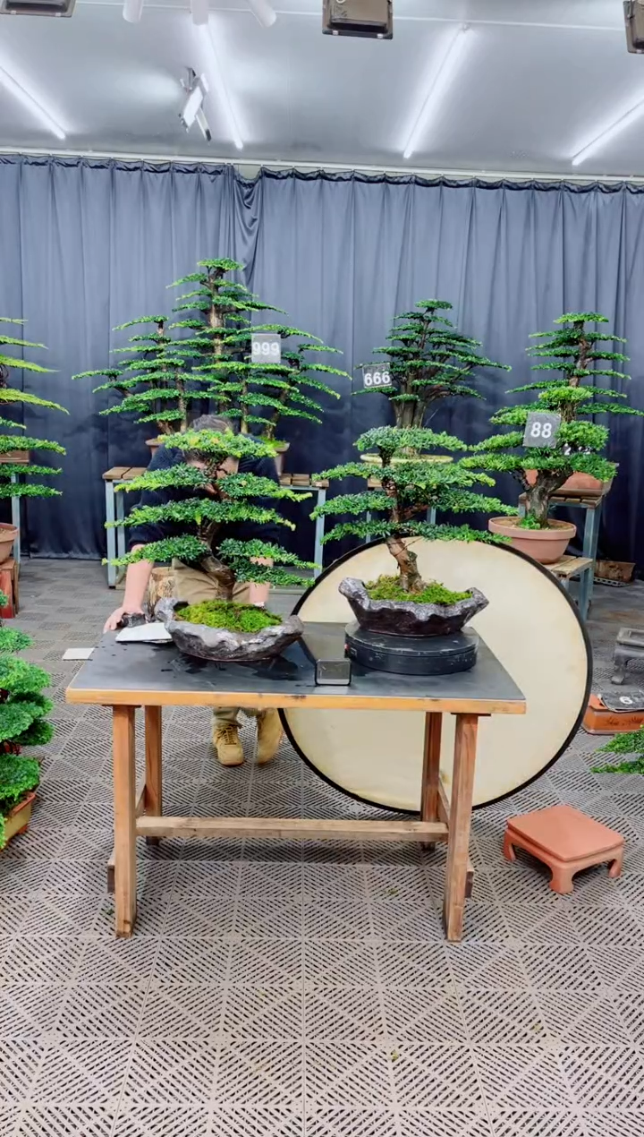 无花朵盆景.......