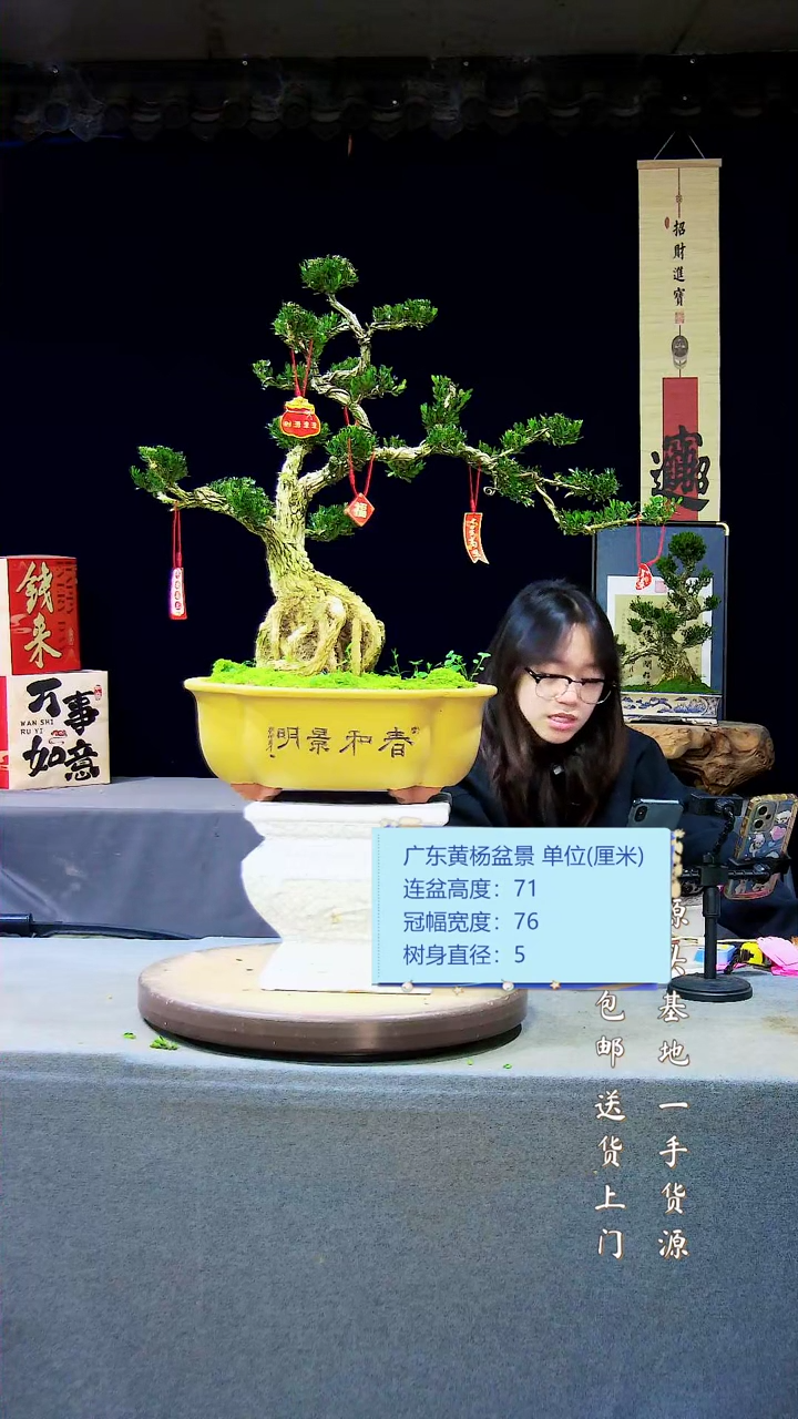 【闪购商品】雀舌黄杨盆景雀舌黄杨盆景