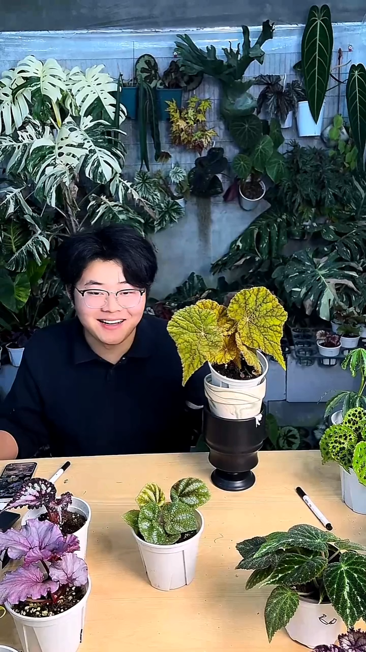 完全开放树莓蛋糕