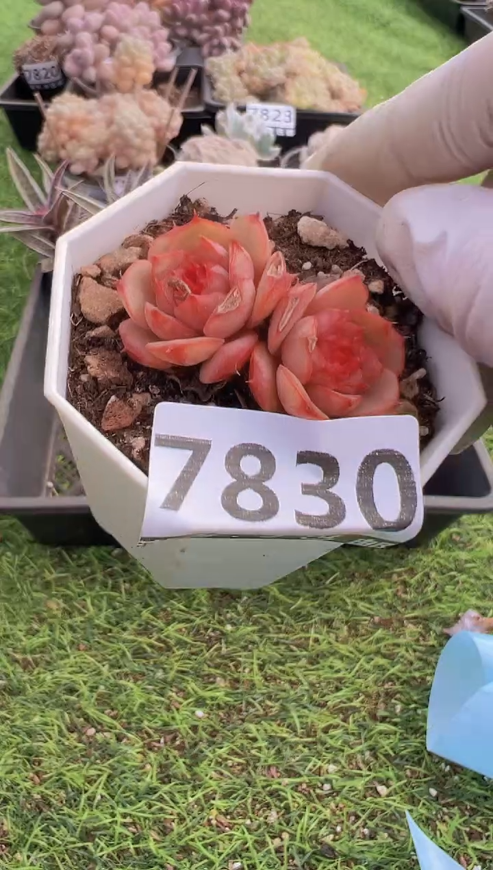 【闪购商品】信福多肉一物一拍