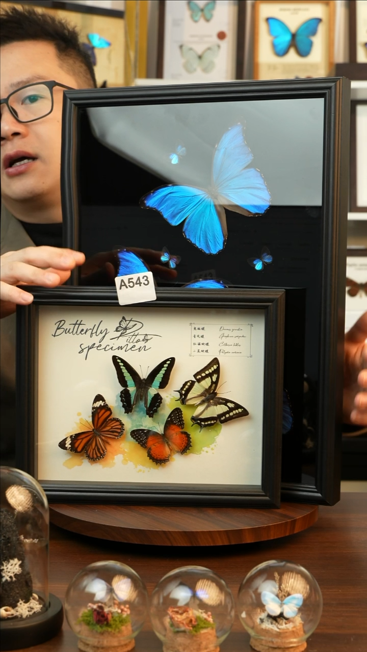 四色蝴蝶组合（10寸欧式黑框）A543