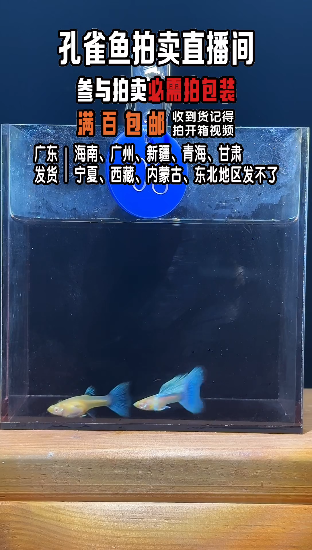 孔雀鱼欧翼天空蓝1对