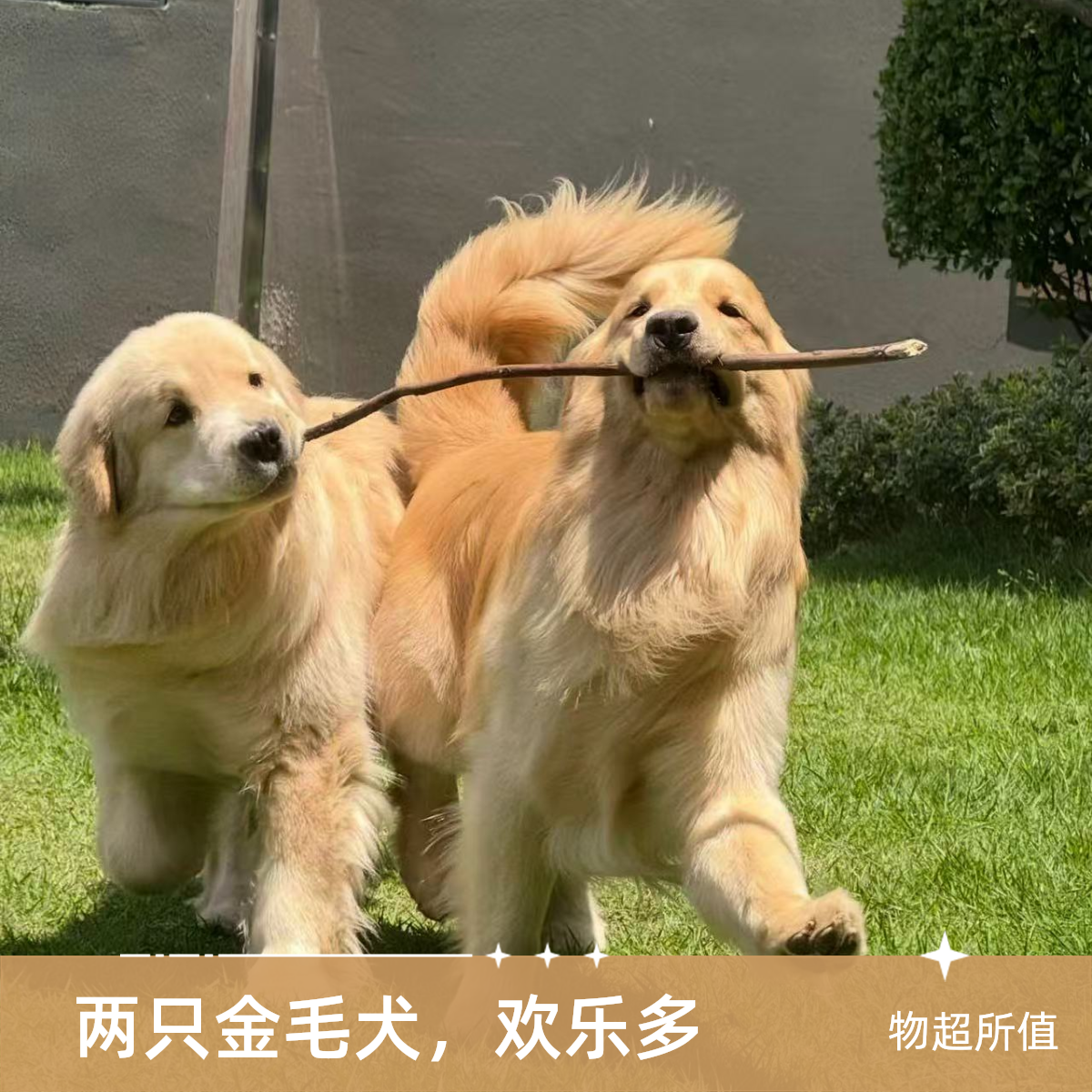 小七164李恒金毛韩系小体比熊宠物狗