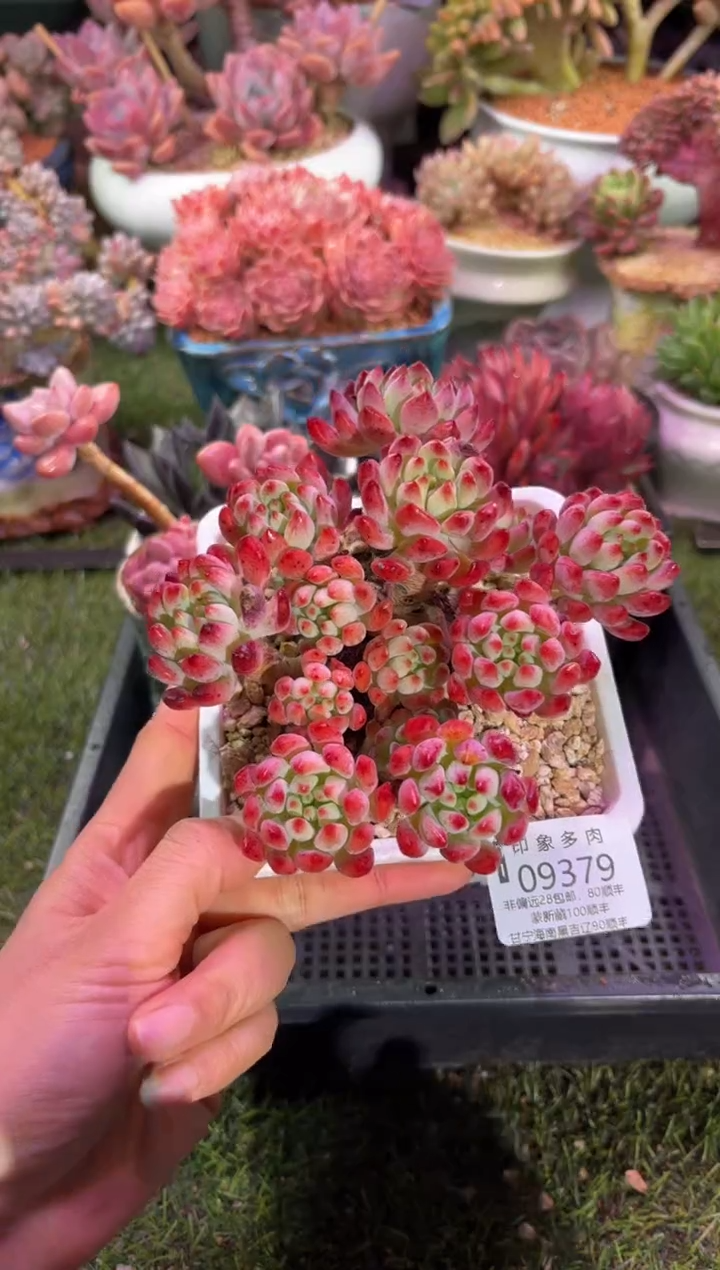 【闪购商品】09379