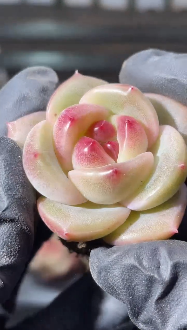 28-59橙翡2-3厘米量拍发一颗