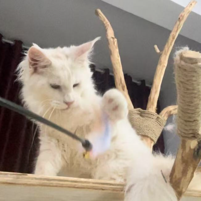 白鹭缅因猫 宠物猫咪活体全款成交链接 仅支持平台交易