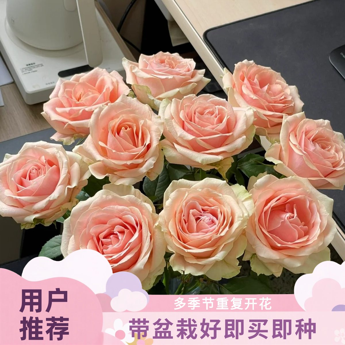 黑哥的花园珍珠雪山月季桃粉渐变大花浓香四季开抗病庭院阳台盆栽