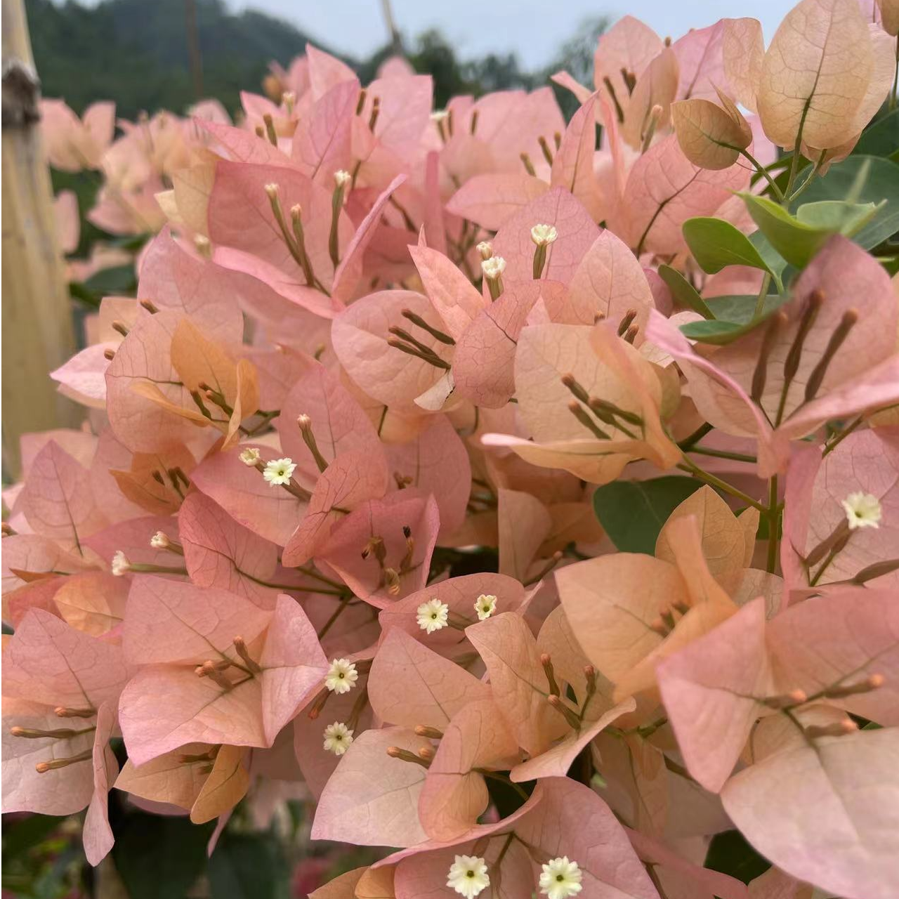 佰梅园 奶昔三角梅扦插袋苗（无售后）