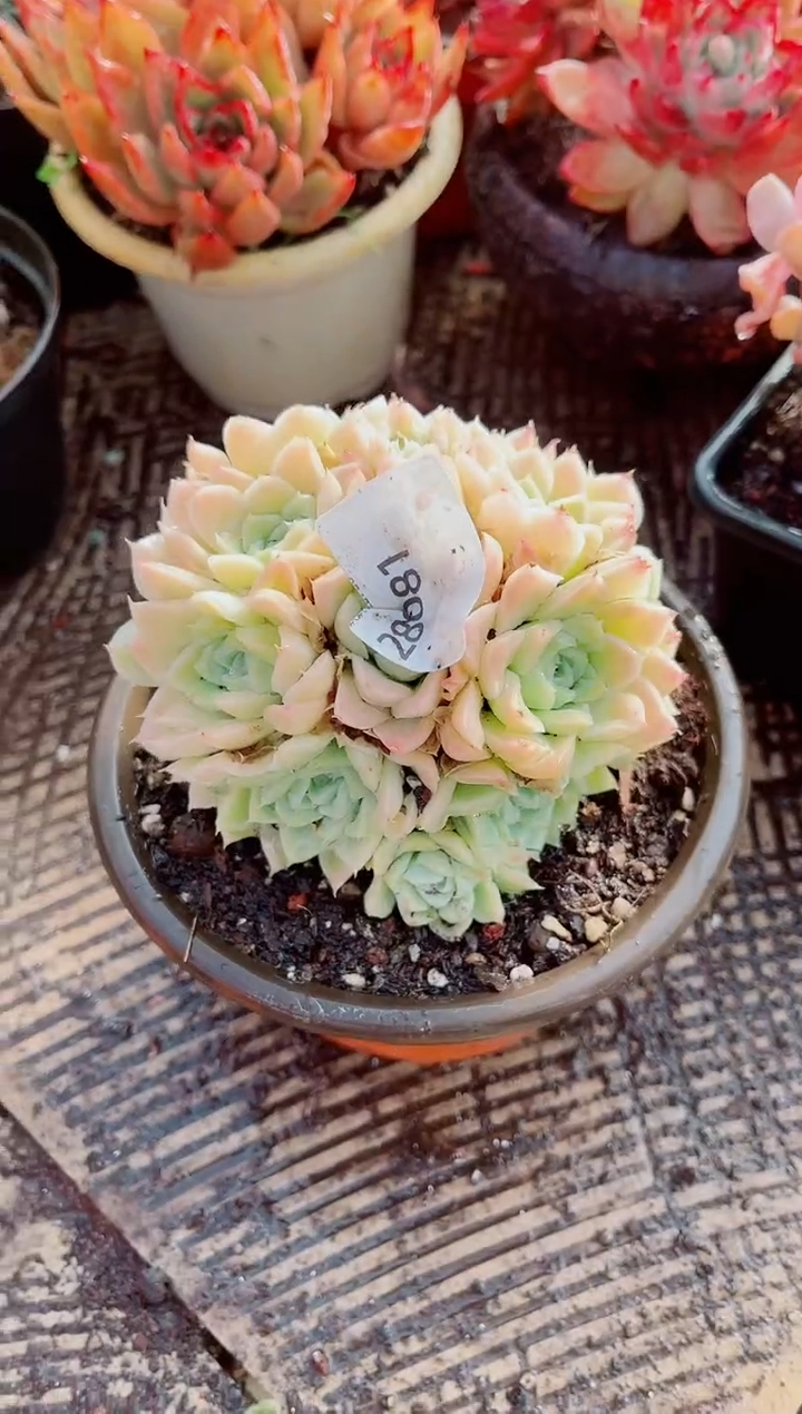 柚*茶跃跃精品多肉28081