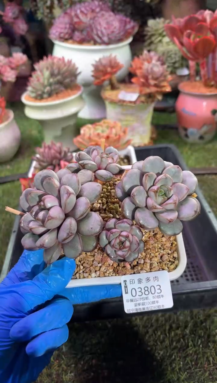 【闪购商品】03803