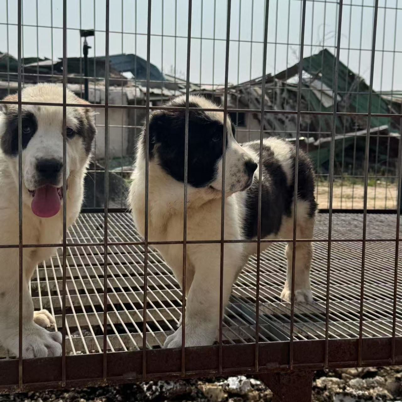 （老王猛犬）狗狗活体