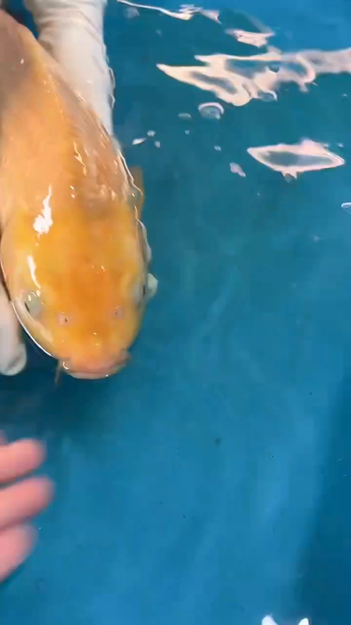 锦鲤太饱锦鲤36cm-45cm不包邮到付