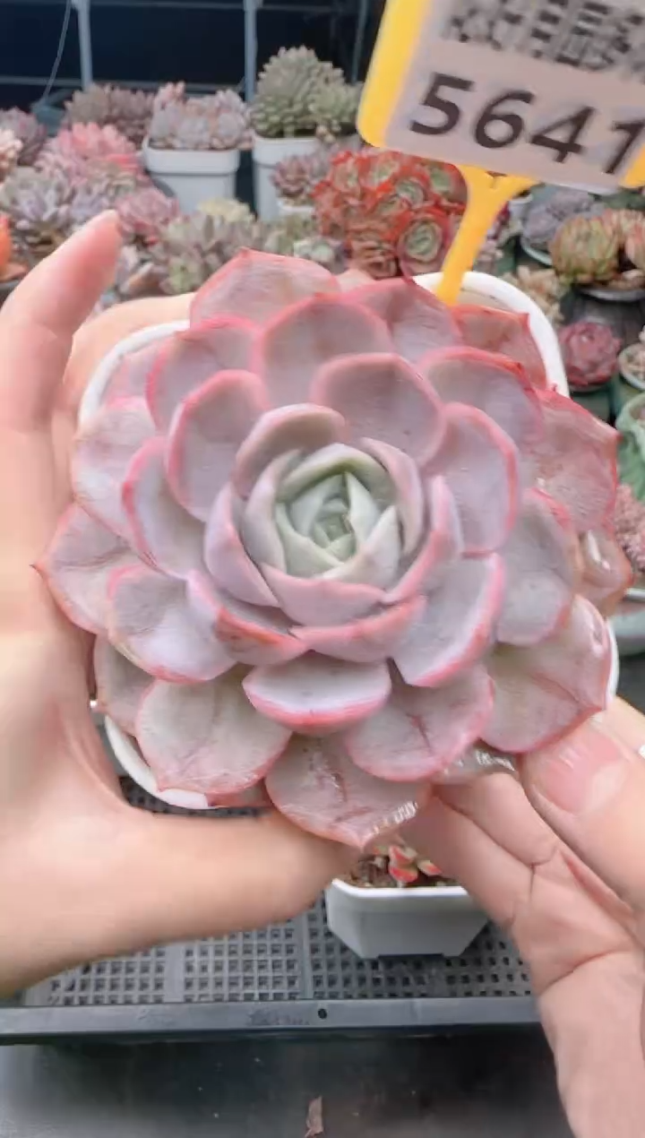 【闪购商品】5641.