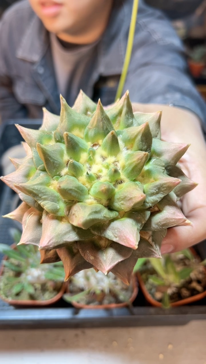 【闪购商品】4号苗接龙牙龟粉锦10.4公分无根