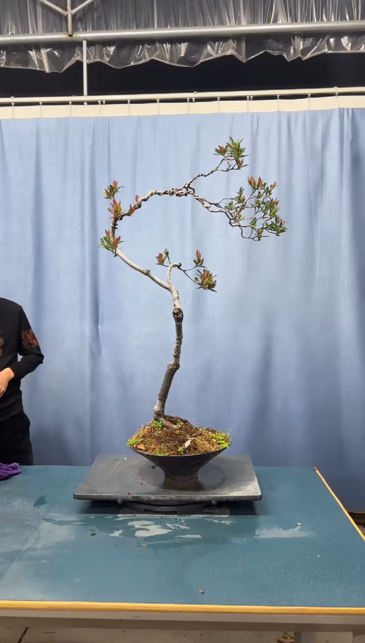 【闪购商品】盆景春花