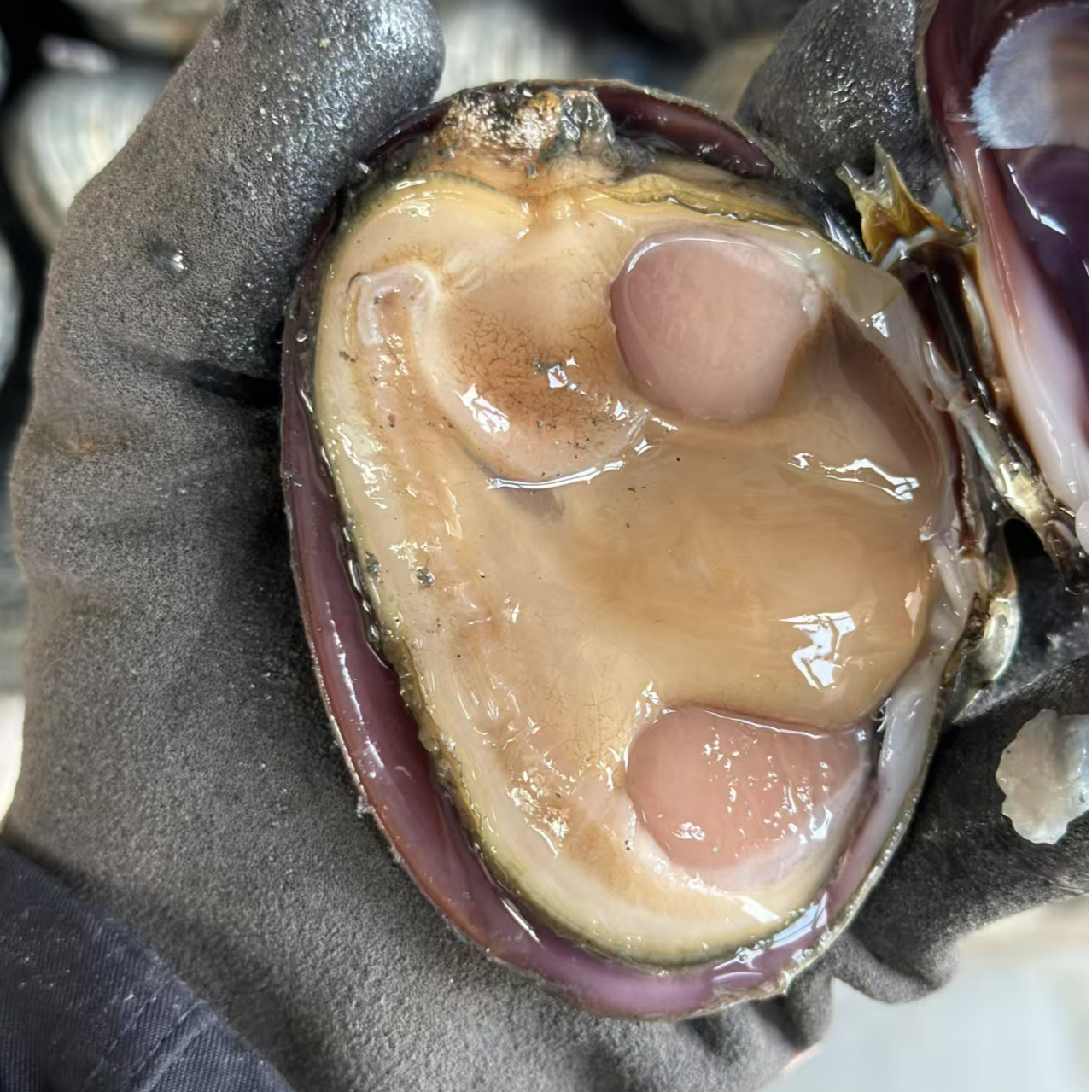 大连长海县岛里大噶纯肉两斤装