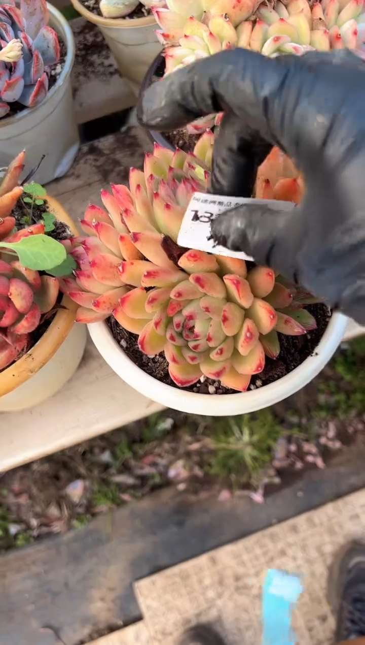 用****7多肉植物一物一拍13322